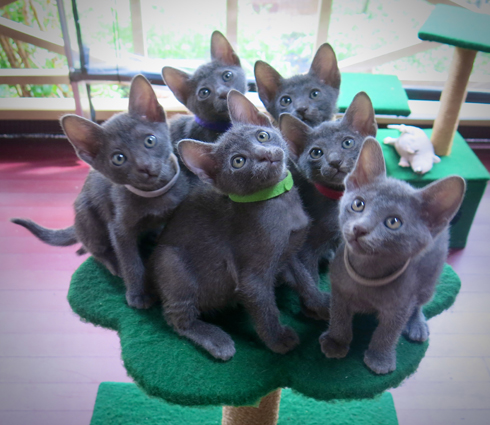 Kittens at 7 weeks
